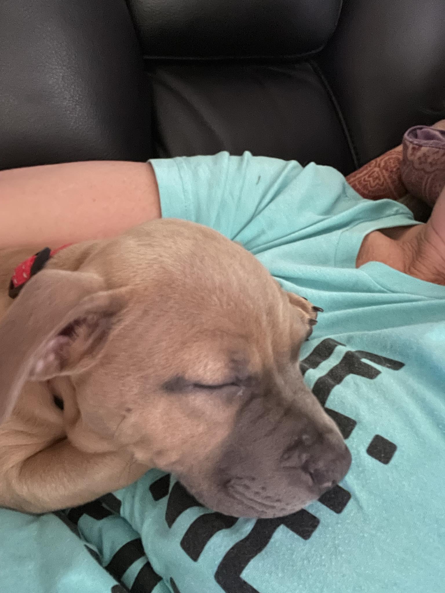 Firefly, Adopted, Puppy Female Pit Bull Terrier.