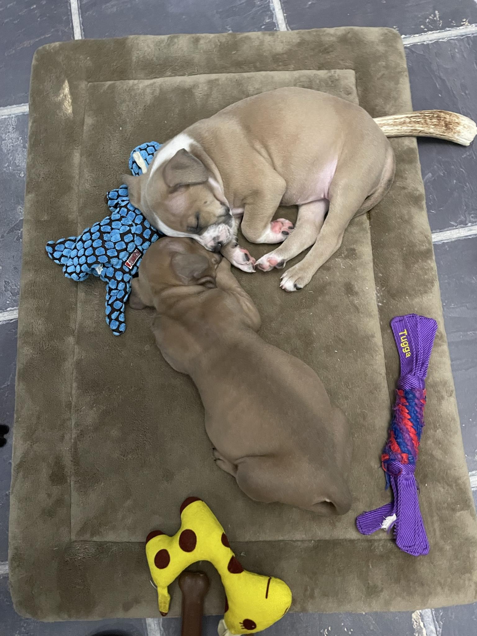 Enlarge Firefly, a Adopted mixed breed in Perkasie, PA image 2/6