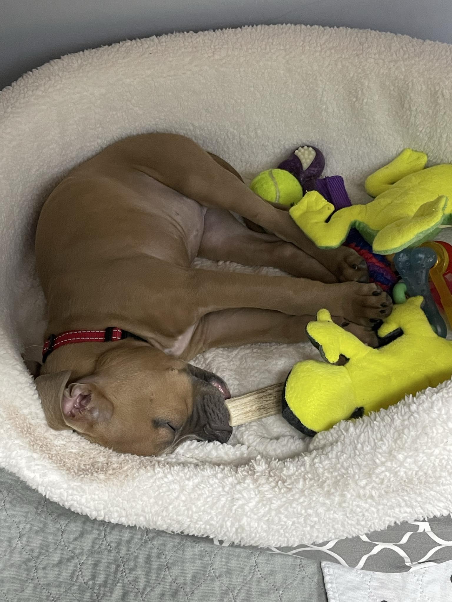 Enlarge Firefly, a Adopted mixed breed in Perkasie, PA image 3/6