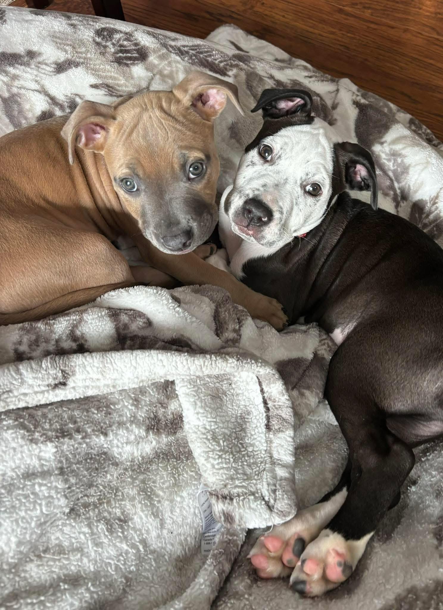 Enlarge Firefly, a Adopted mixed breed in Perkasie, PA image 4/6