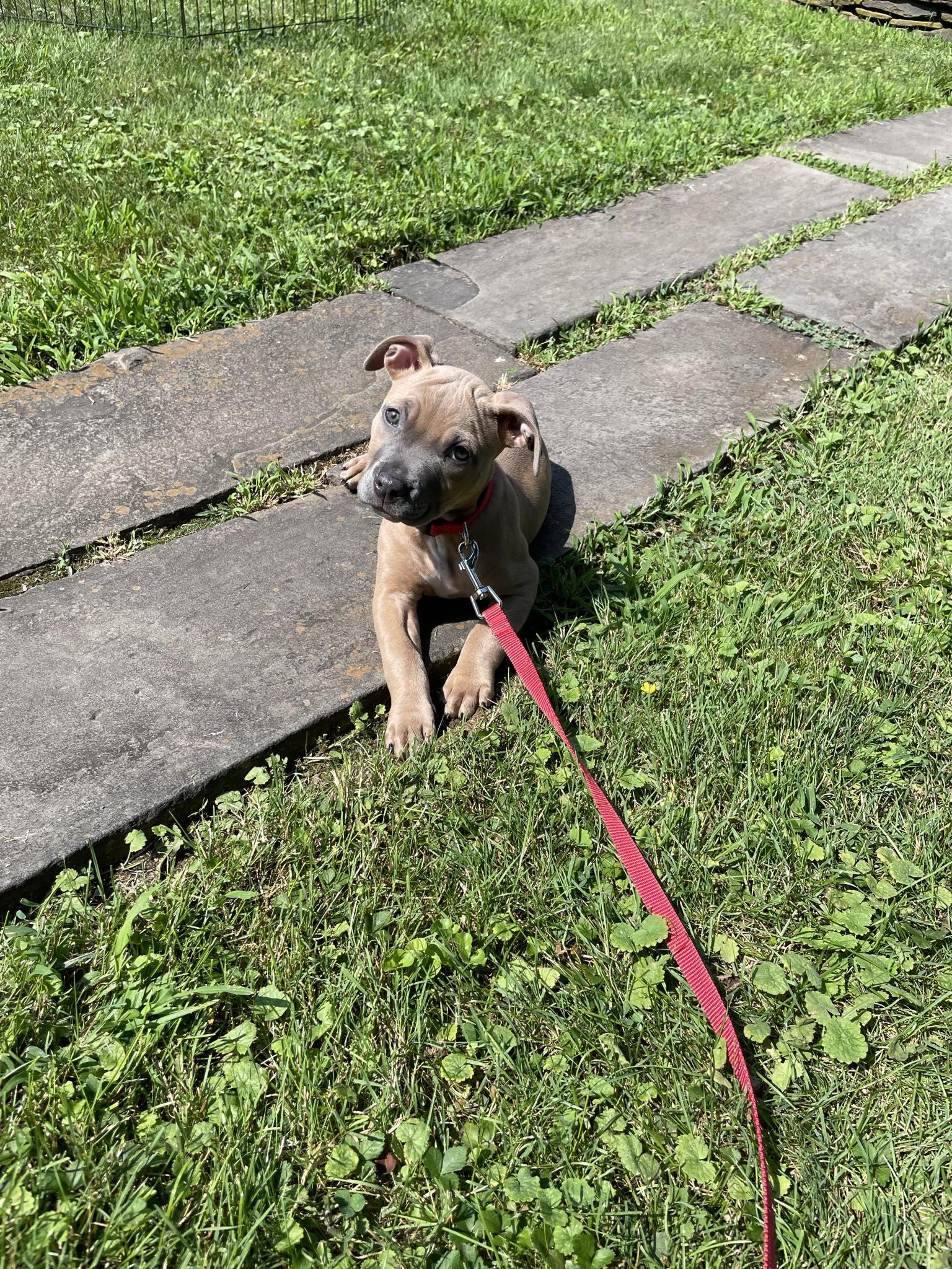 Enlarge Firefly, a Adopted mixed breed in Perkasie, PA image 5/6