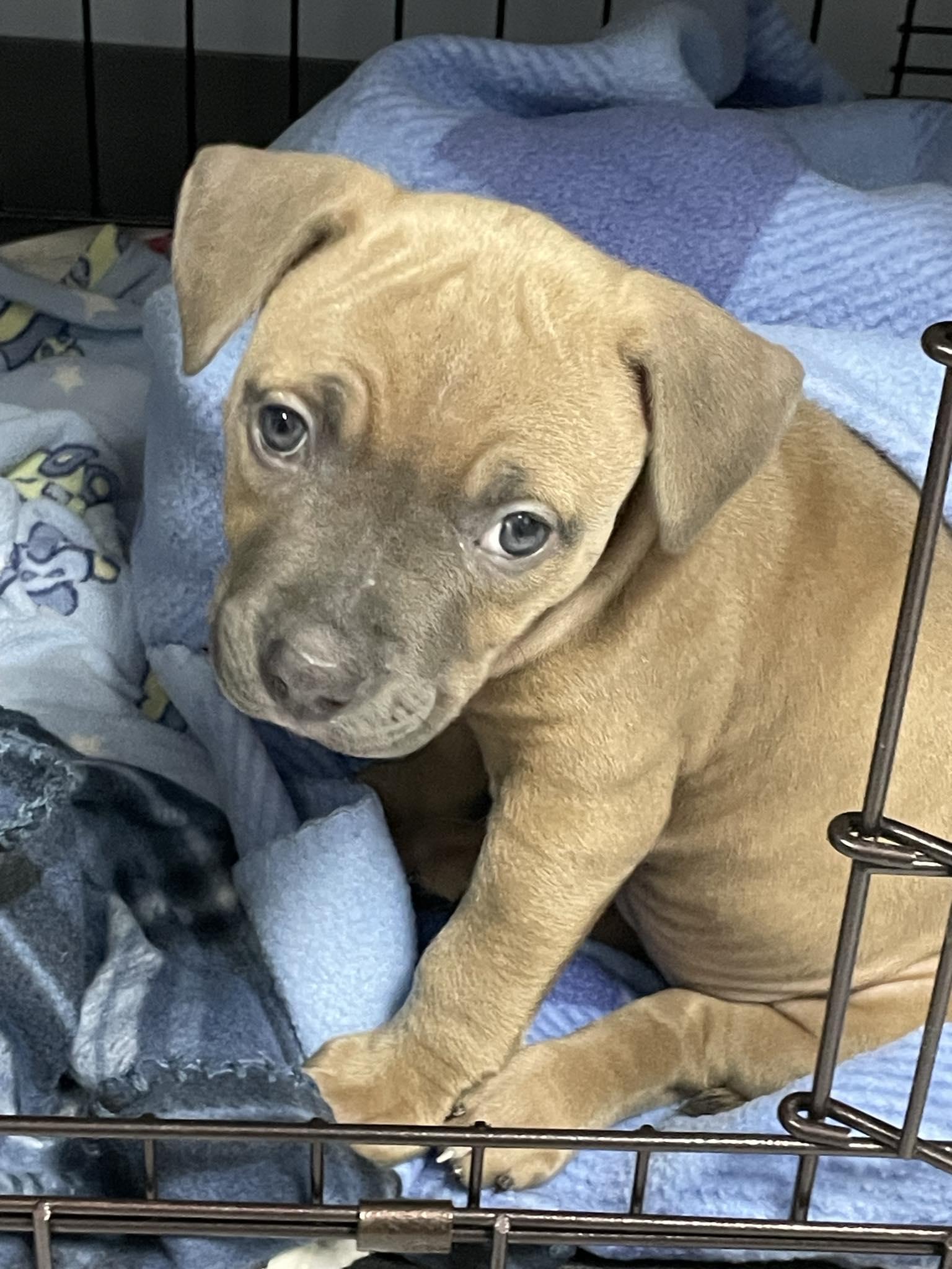 Enlarge Firefly, a Adopted mixed breed in Perkasie, PA image 6/6