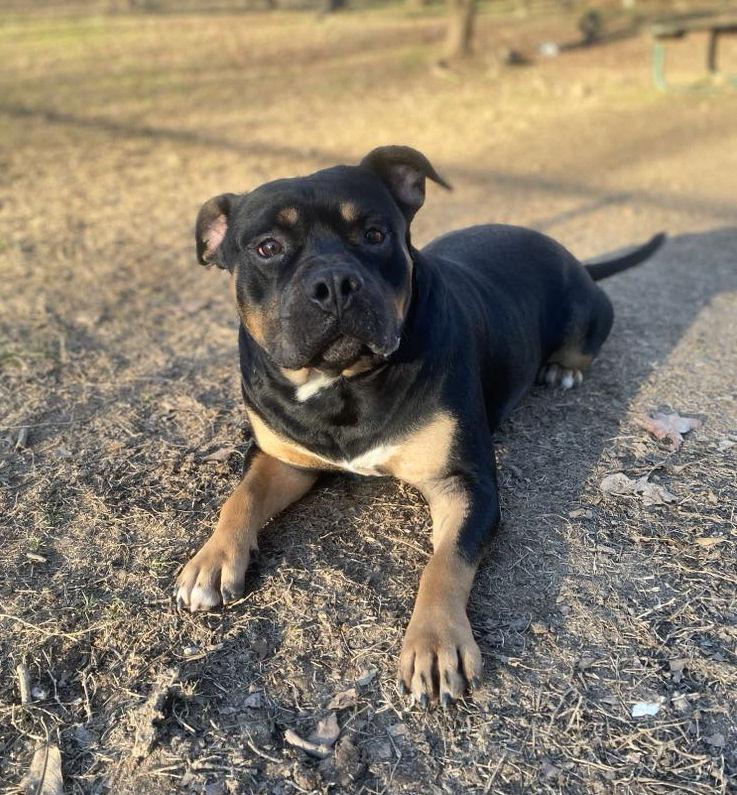 Titan, Adopted, Adult Male Pit Bull Terrier & Hound.