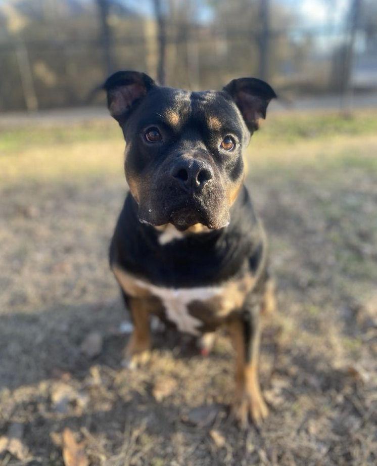 Enlarge Titan, a Adopted mixed breed in Sherwood, AR image 2/6