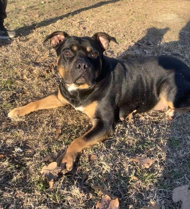 Enlarge Titan, a Adopted mixed breed in Sherwood, AR image 3/6