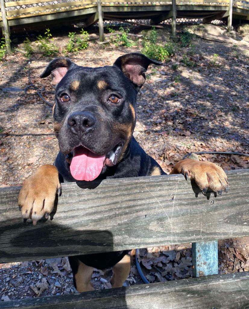 Enlarge Titan, a Adopted mixed breed in Sherwood, AR image 4/6