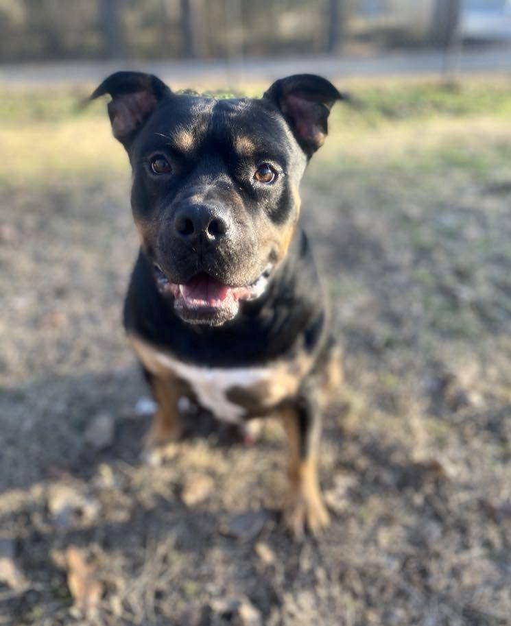 Enlarge Titan, a Adopted mixed breed in Sherwood, AR image 5/6