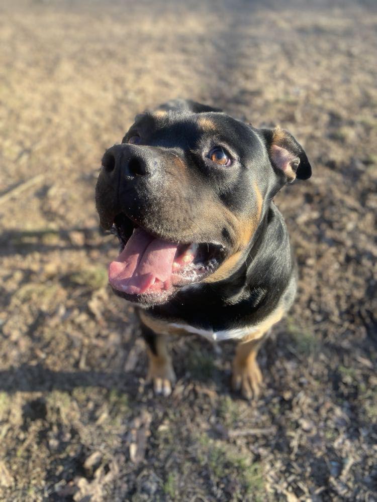 Enlarge Titan, a Adopted mixed breed in Sherwood, AR image 6/6