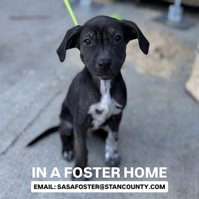 TEX, Adoptable, Puppy Male Staffordshire Bull Terrier & Mixed Breed.