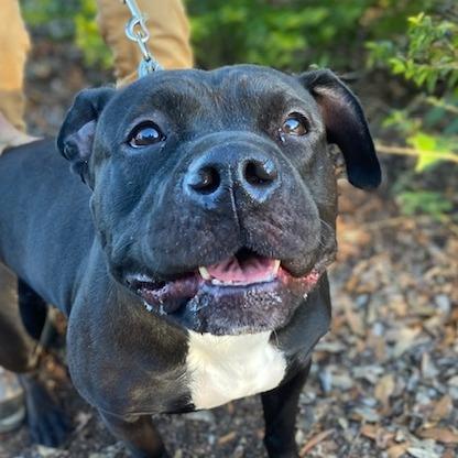 Enlarge Tallulah, a Adoptable Mixed Breed in Jacksonville, FL image 1/1