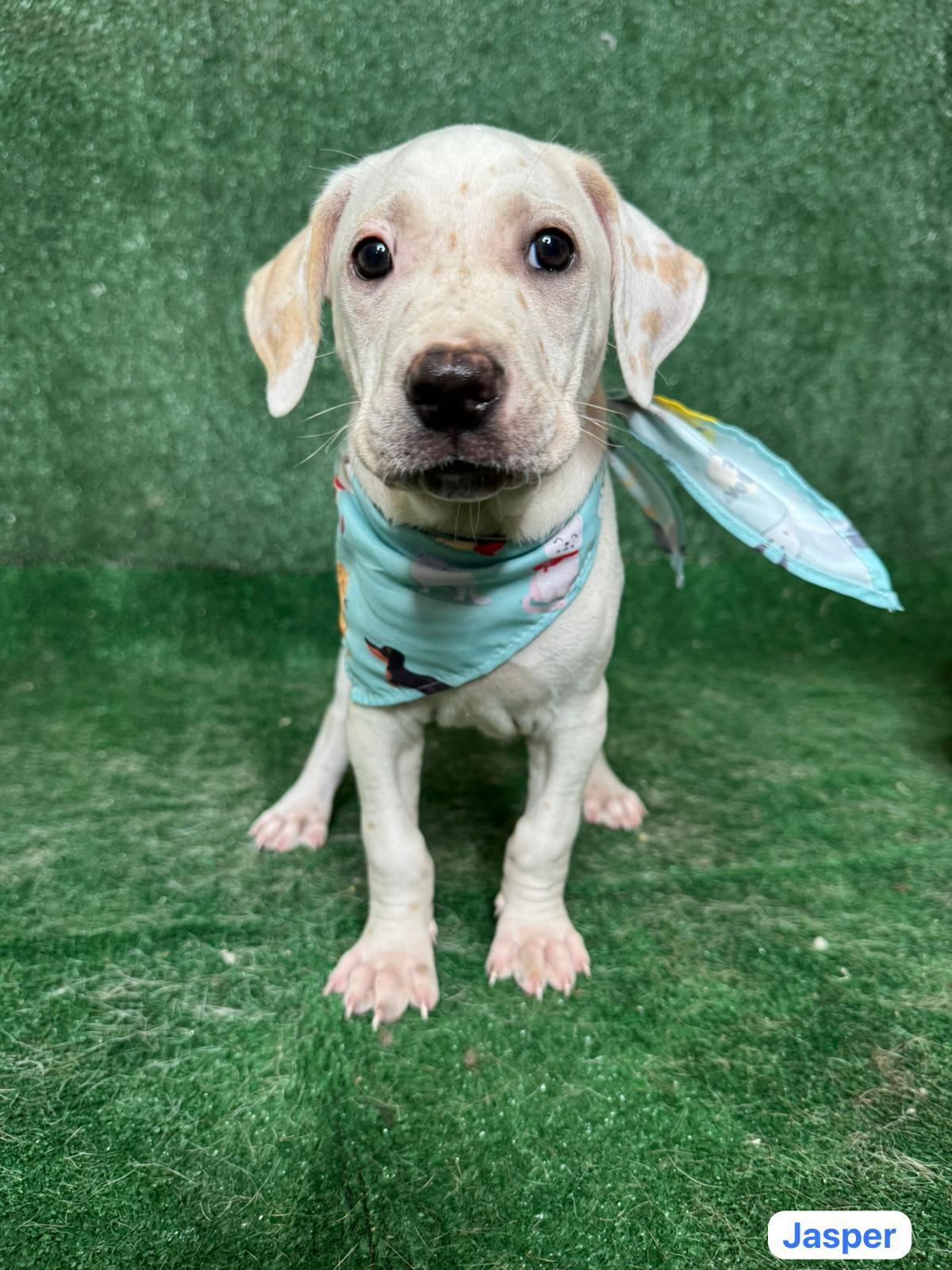 Enlarge Jasper, a ADOPTABLE mixed breed in New York, NY image 2/4