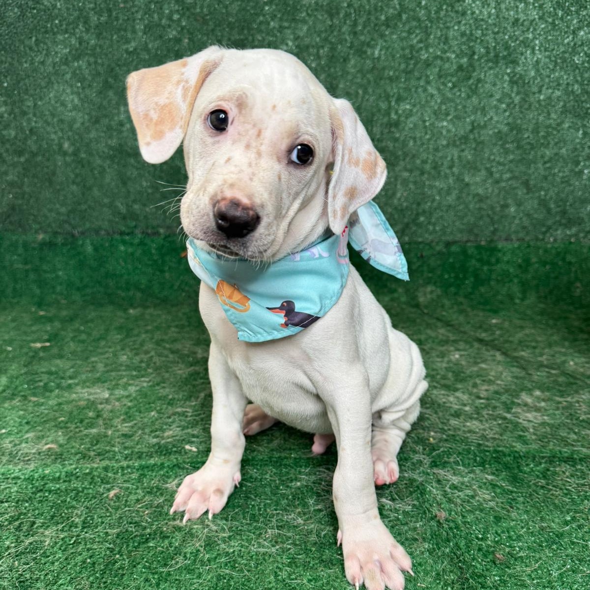 Enlarge Jasper, a ADOPTABLE mixed breed in New York, NY image 1/4