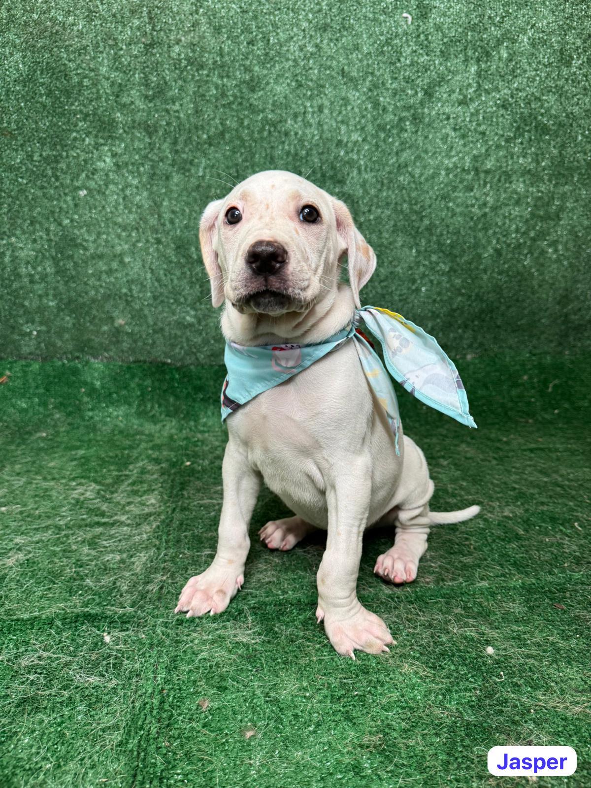 Enlarge Jasper, a ADOPTABLE mixed breed in New York, NY image 4/4