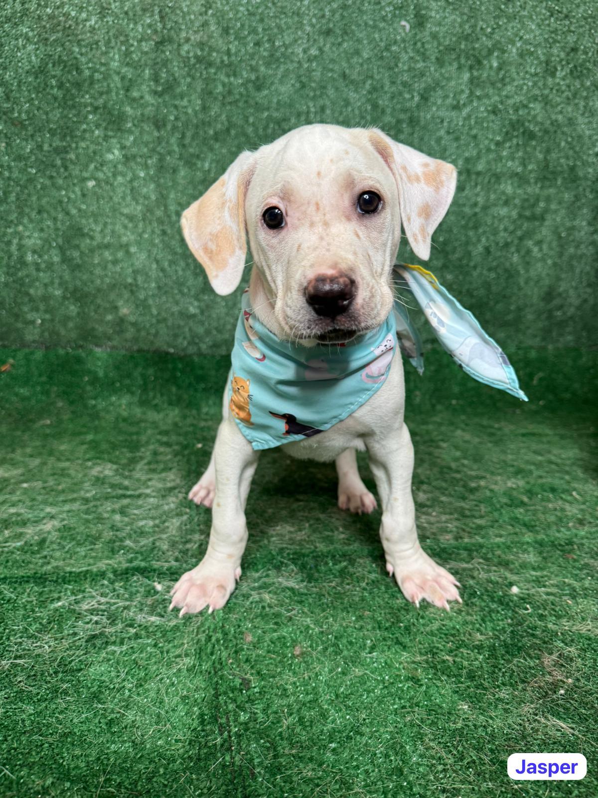 Enlarge Jasper, a ADOPTABLE mixed breed in New York, NY image 3/4