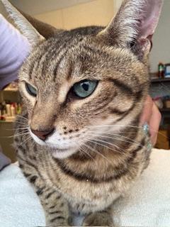 Hudson, an adoptable Domestic Short Hair in Winter Haven, FL image 1/2