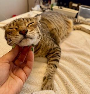 Hudson, an adoptable Domestic Short Hair in Winter Haven, FL image 2/2