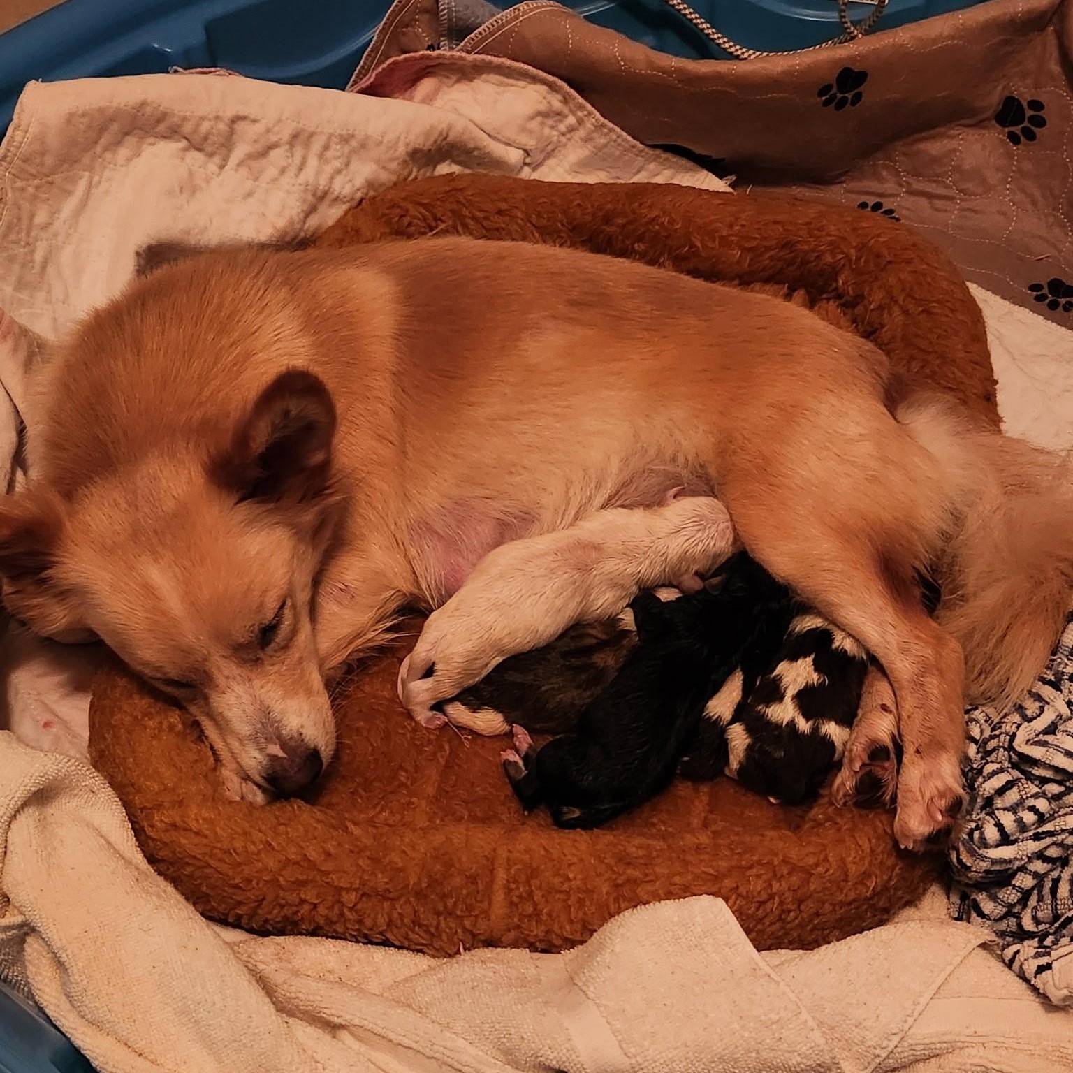Brie - a Baby Girl from the Cheese Litter!, an adoptable Beagle, Pomsky in Buford, GA, 30519 | Photo Image 6