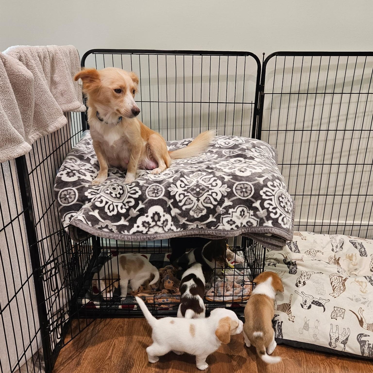 Brie - a Baby Girl from the Cheese Litter!, an adoptable Beagle, Pomsky in Buford, GA, 30519 | Photo Image 5