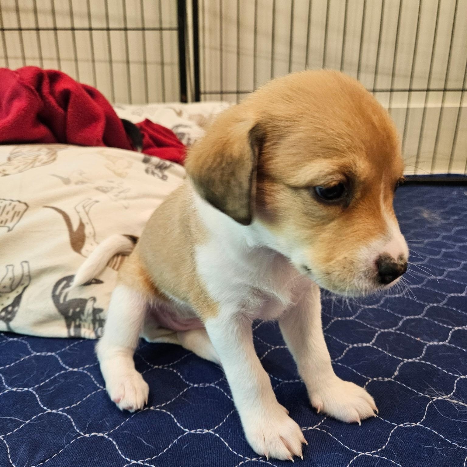 Brie - a Baby Girl from the Cheese Litter!, an adoptable Beagle, Pomsky in Buford, GA, 30519 | Photo Image 3