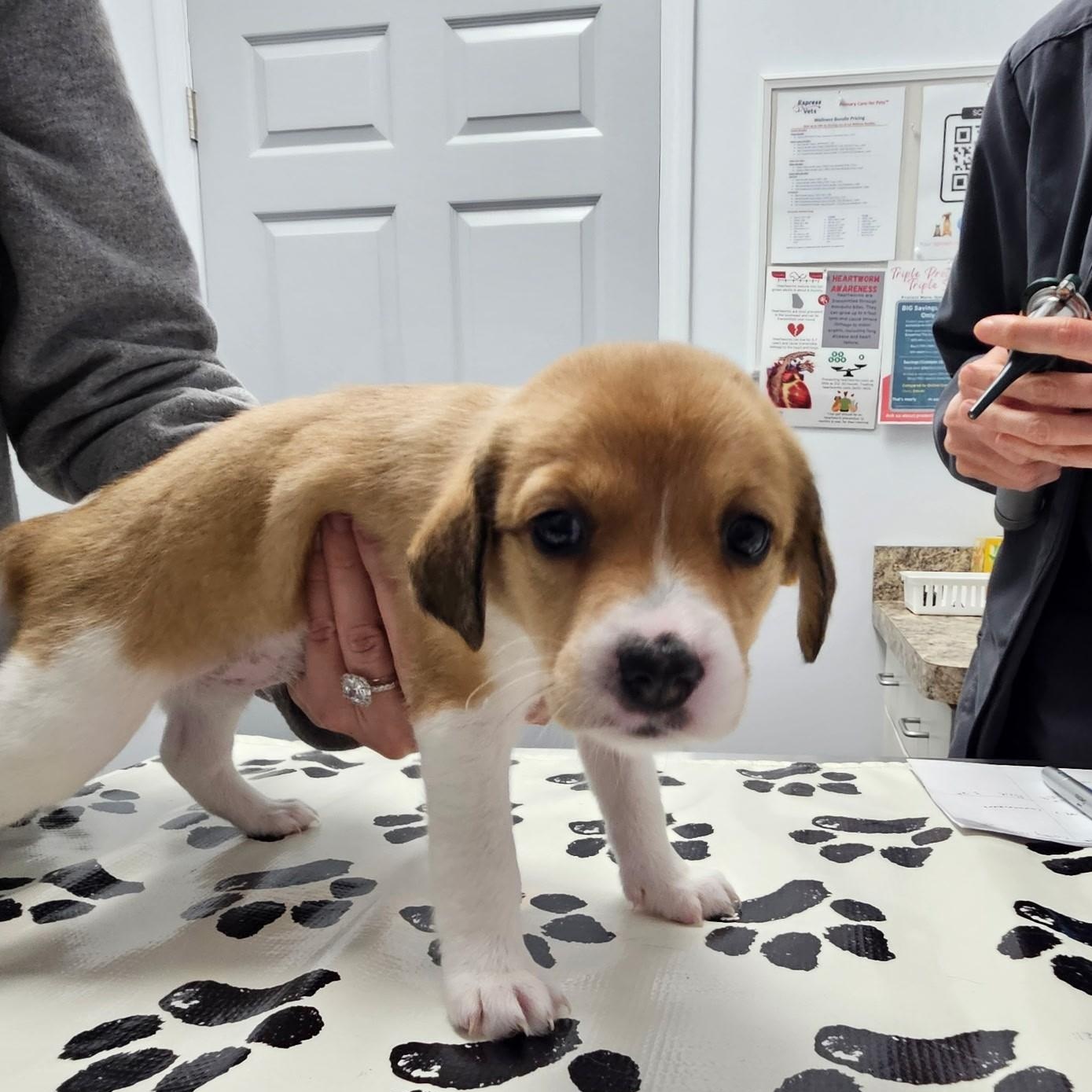 Brie - a Baby Girl from the Cheese Litter!, an adoptable Beagle, Pomsky in Buford, GA, 30519 | Photo Image 4