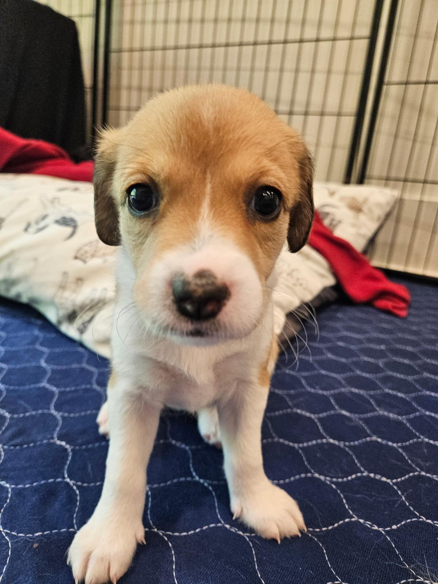 Brie - a Baby Girl from the Cheese Litter!, an adoptable Beagle, Pomsky in Buford, GA, 30519 | Photo Image 2