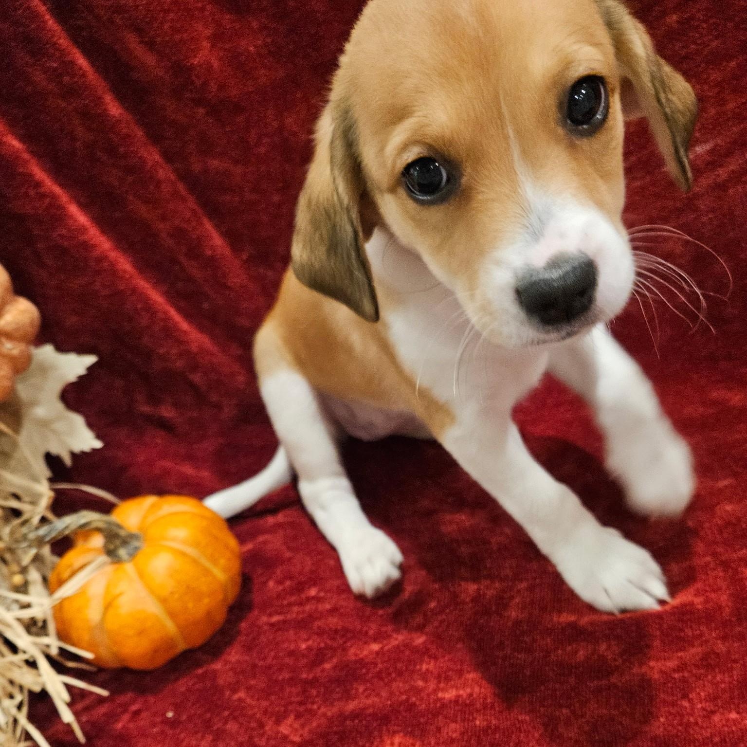 Brie - a Baby Girl from the Cheese Litter!, an adoptable Beagle, Pomsky in Buford, GA, 30519 | Photo Image 1