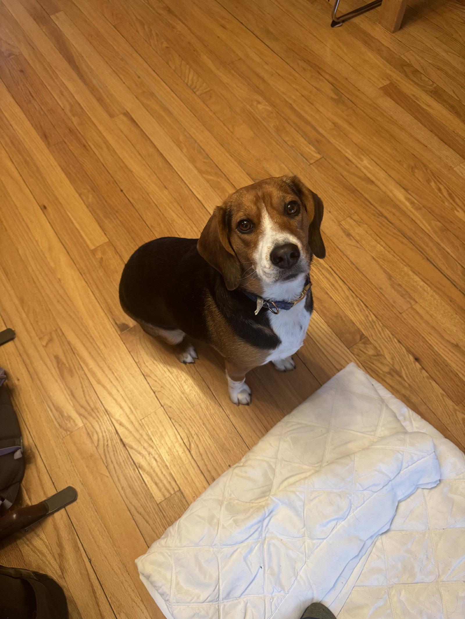 Darby, a Adoptable Beagle in Clinton, MI image 1/2