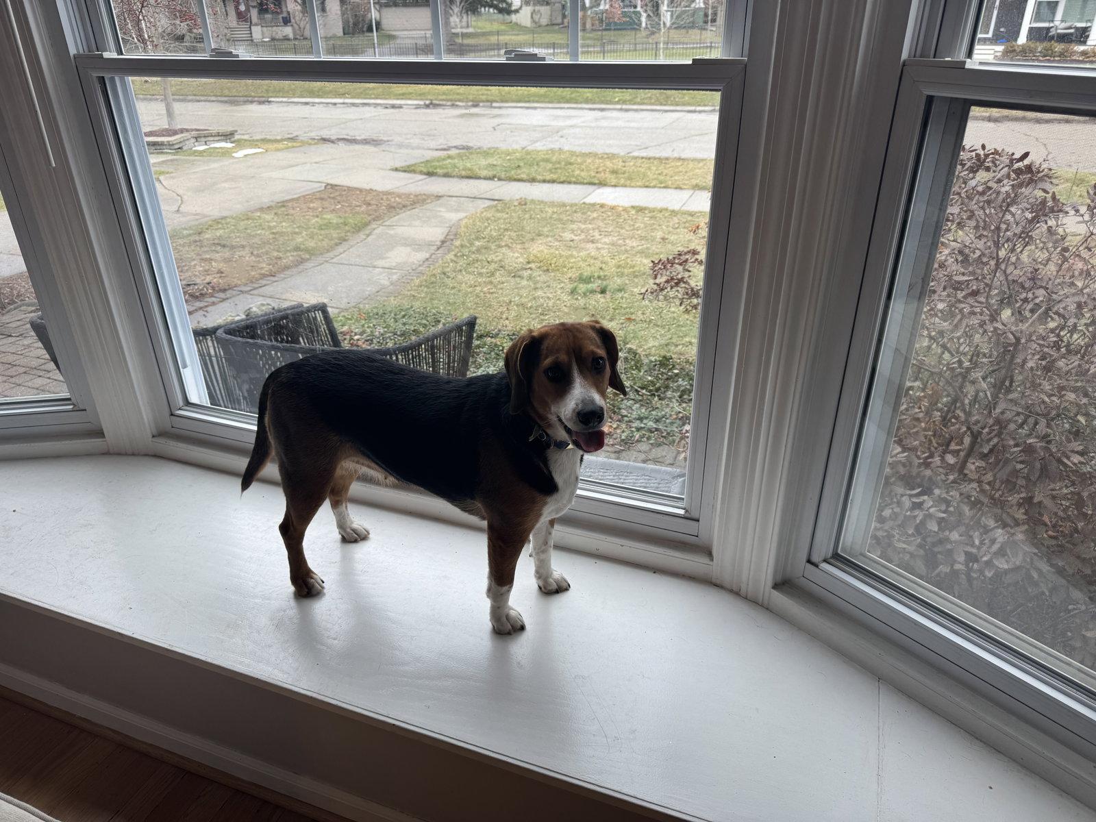 Darby, a Adoptable Beagle in Clinton, MI image 2/2