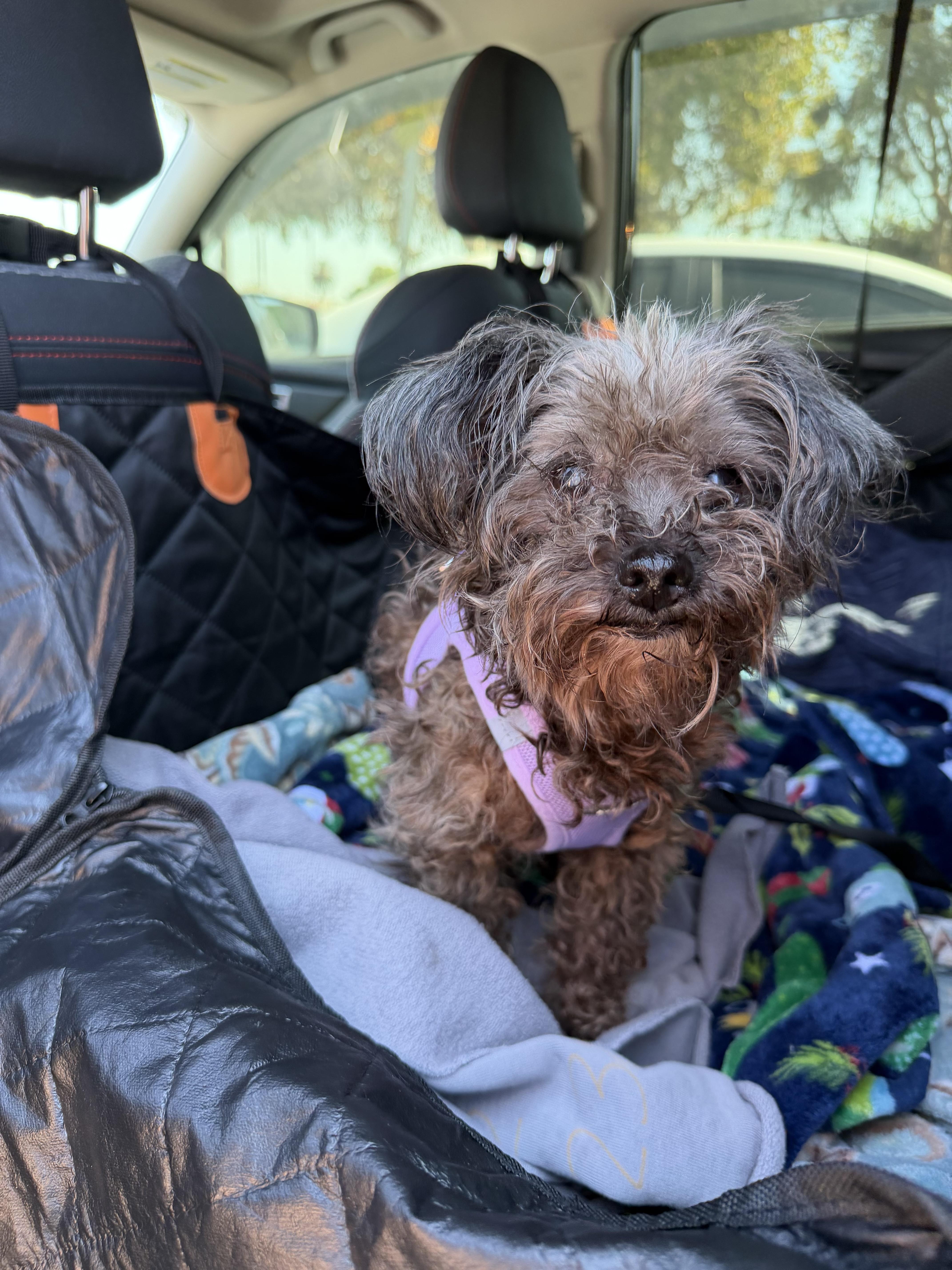 Enlarge Bella, a Adopted Miniature Poodle in Laguna Beach, CA image 5/5