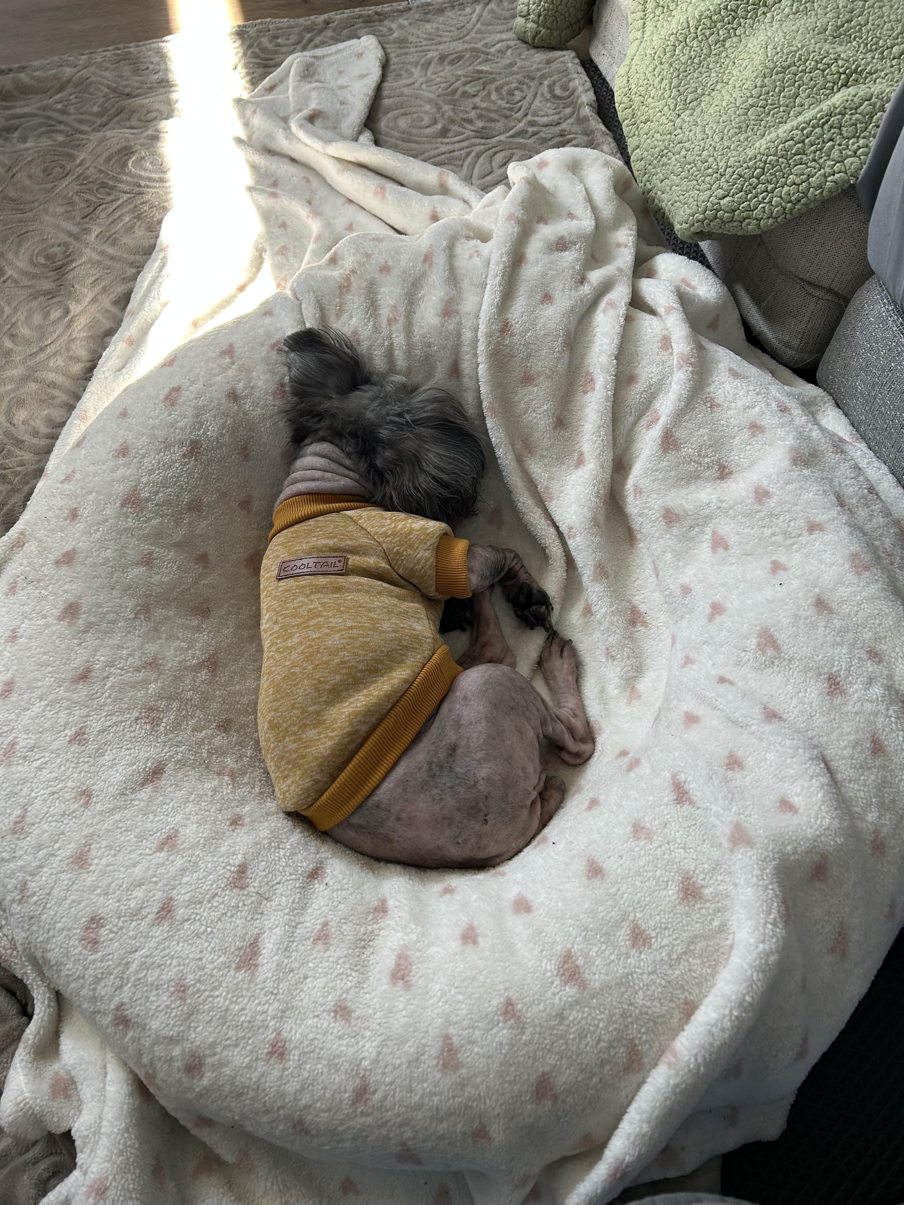 Enlarge Bella, a Adopted Miniature Poodle in Laguna Beach, CA image 4/5