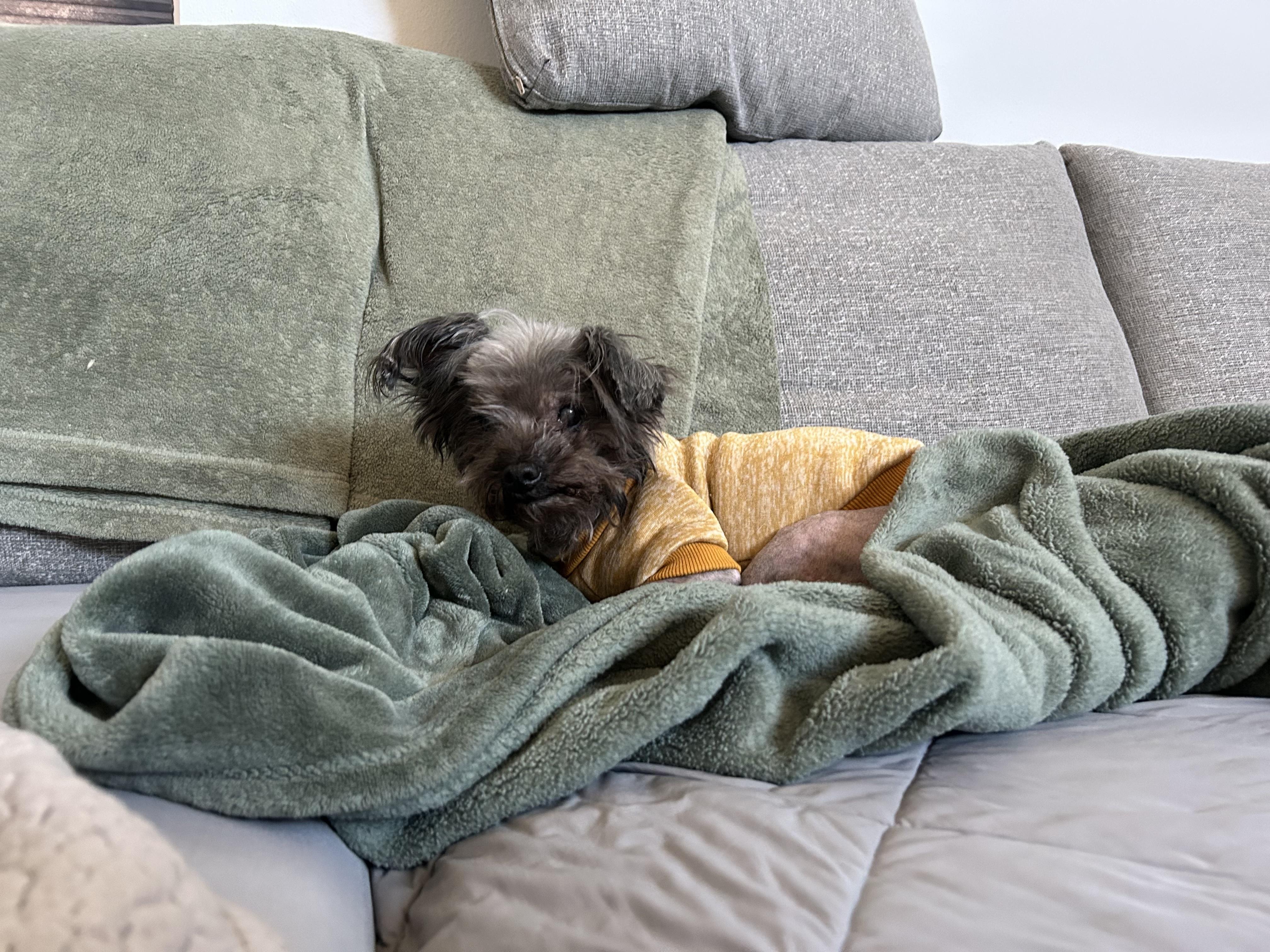 Enlarge Bella, a Adopted Miniature Poodle in Laguna Beach, CA image 3/5