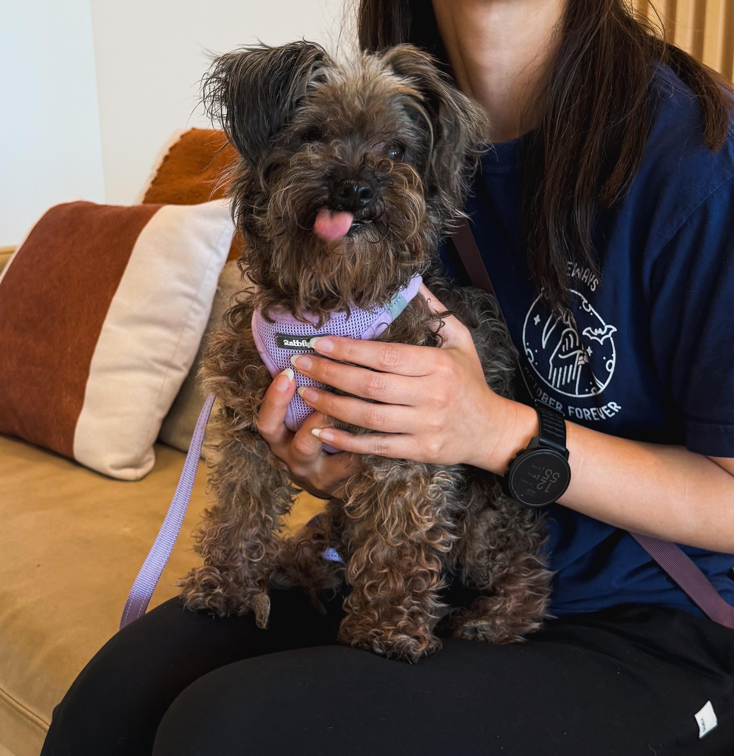 Enlarge Bella, a Adopted Miniature Poodle in Laguna Beach, CA image 2/5