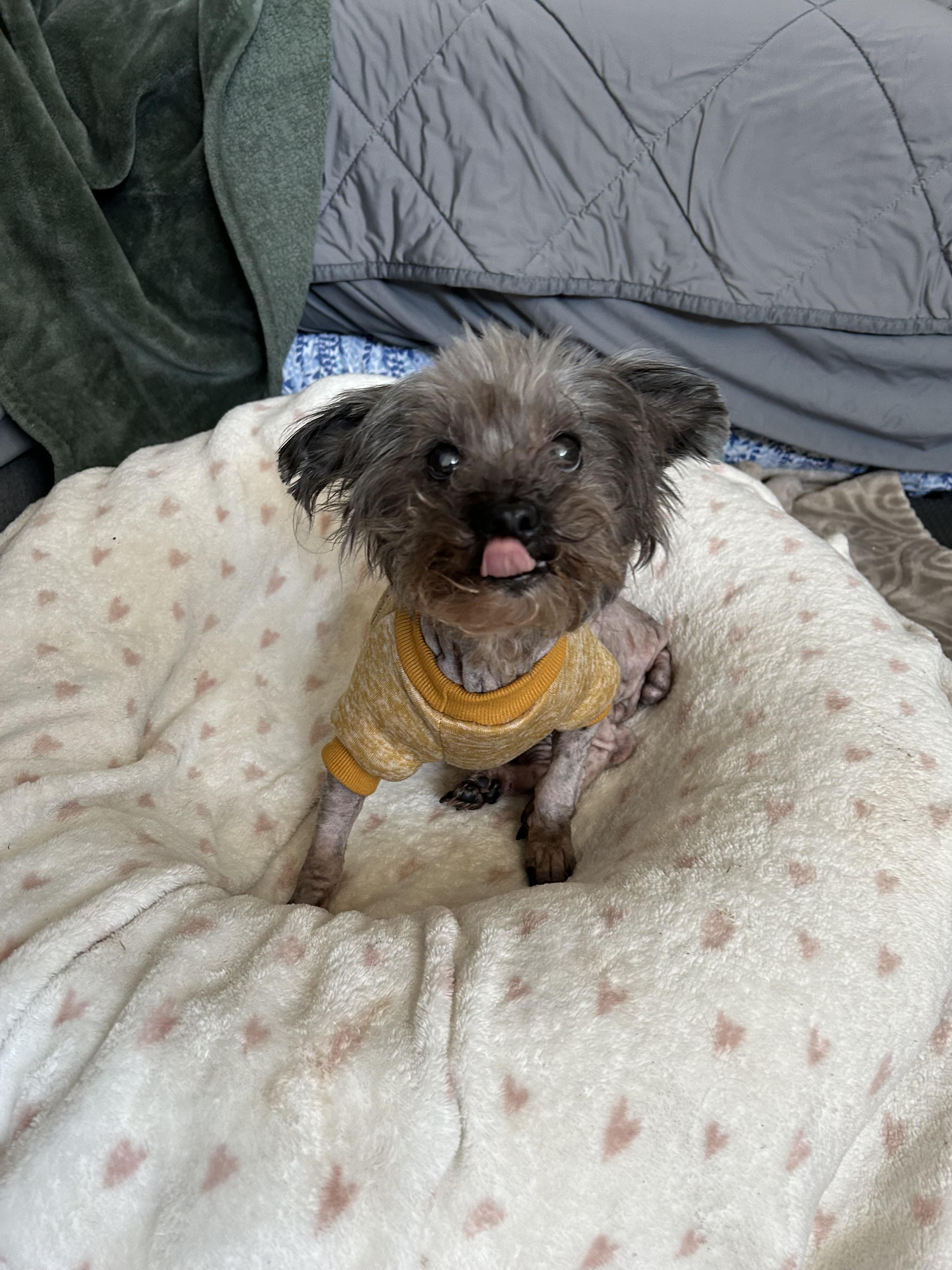 Bella, Adopted, Senior Female Miniature Poodle.