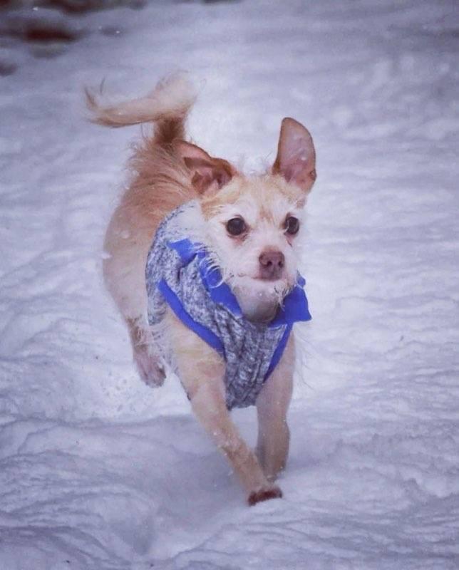 Gibo, an adoptable Terrier, Chihuahua in Eureka, CA, 95501 | Photo Image 1