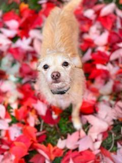Gibo, an adoptable Terrier, Chihuahua in Eureka, CA, 95501 | Photo Image 3