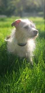 Gibo, an adoptable Terrier, Chihuahua in Eureka, CA, 95501 | Photo Image 4