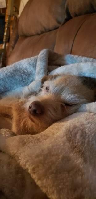 Gibo, an adoptable Terrier, Chihuahua in Eureka, CA, 95501 | Photo Image 6