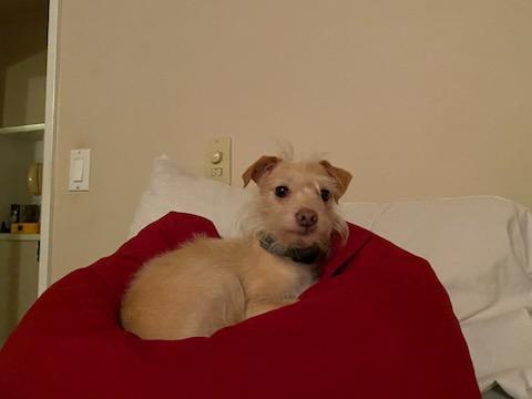 Gibo, an adoptable Terrier, Chihuahua in Eureka, CA, 95501 | Photo Image 2