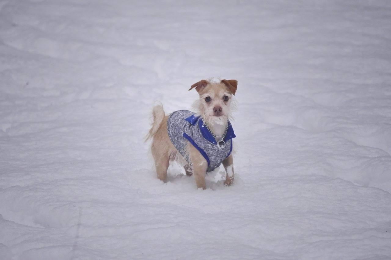 Gibo, an adoptable Terrier, Chihuahua in Eureka, CA, 95501 | Photo Image 5