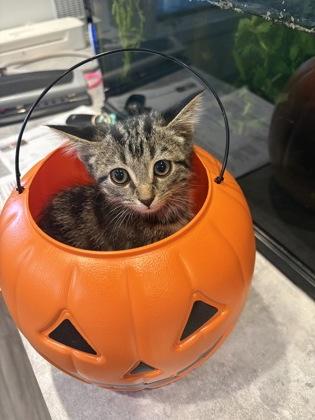 Holiday, Adoptable, Kitten Male Domestic Short Hair & Domestic Short Hair.