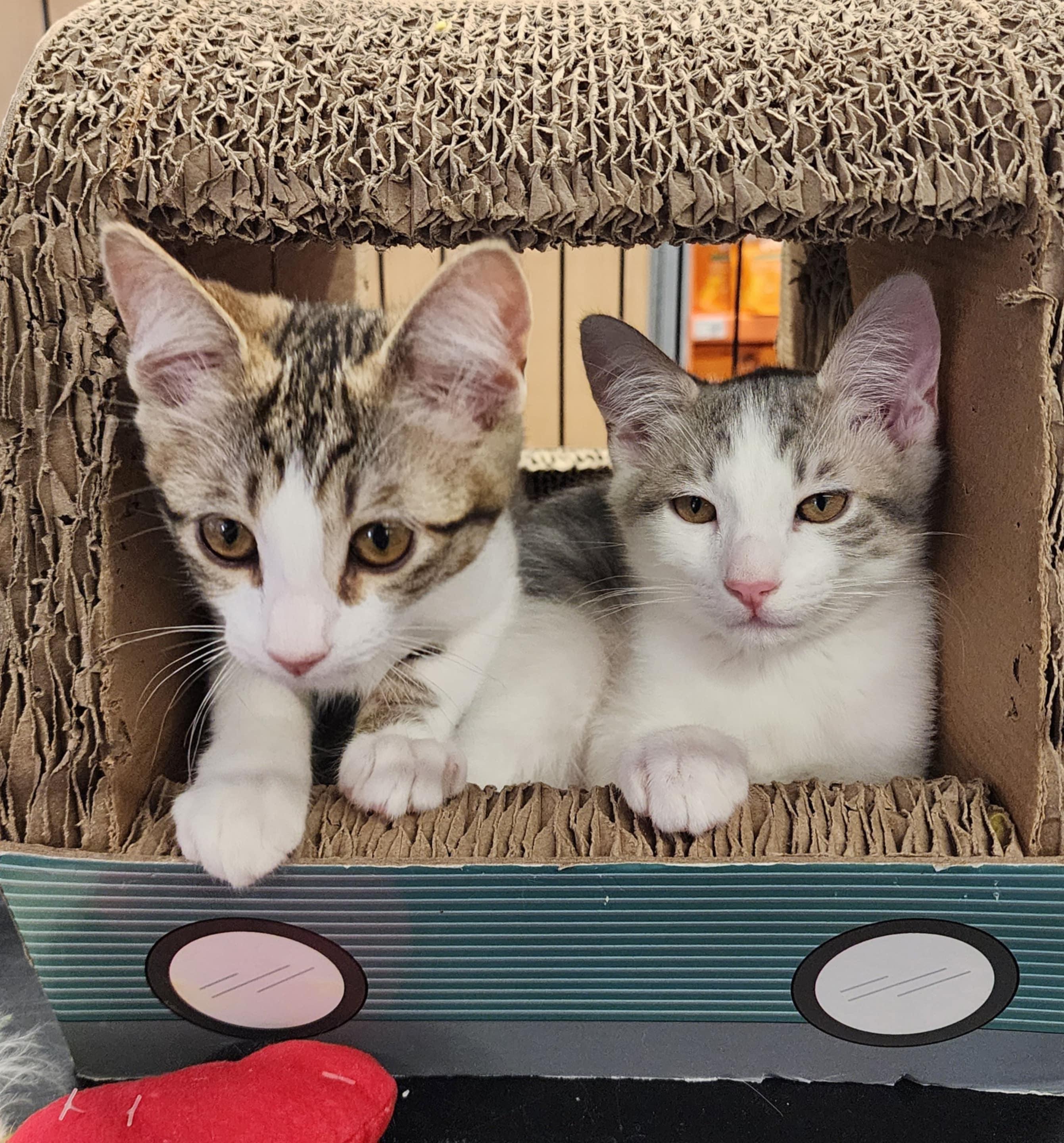 Enlarge Anna, a Adopted Domestic Short Hair in Brentwood, CA image 1/7