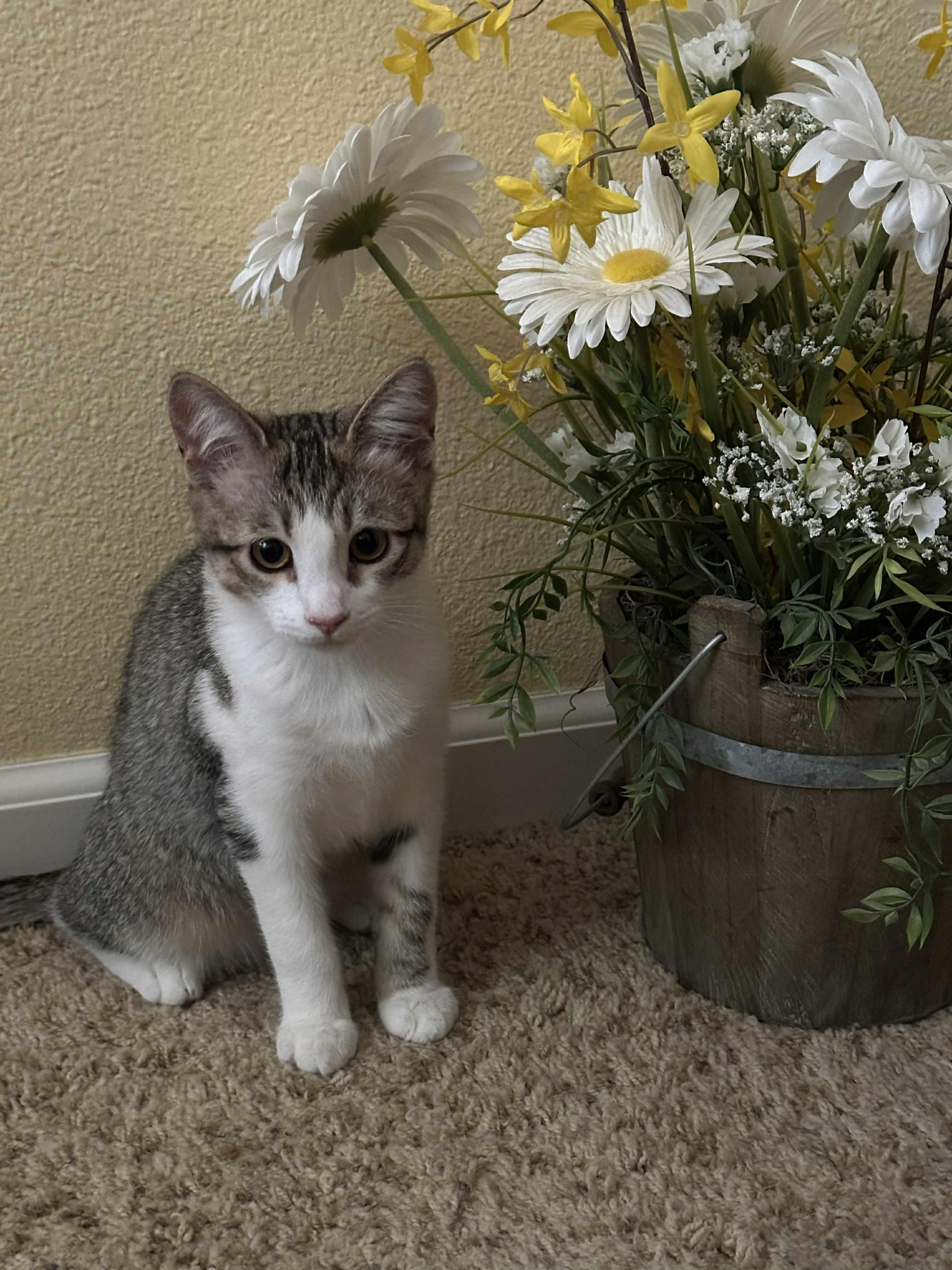 Enlarge Anna, a Adopted Domestic Short Hair in Brentwood, CA image 3/7