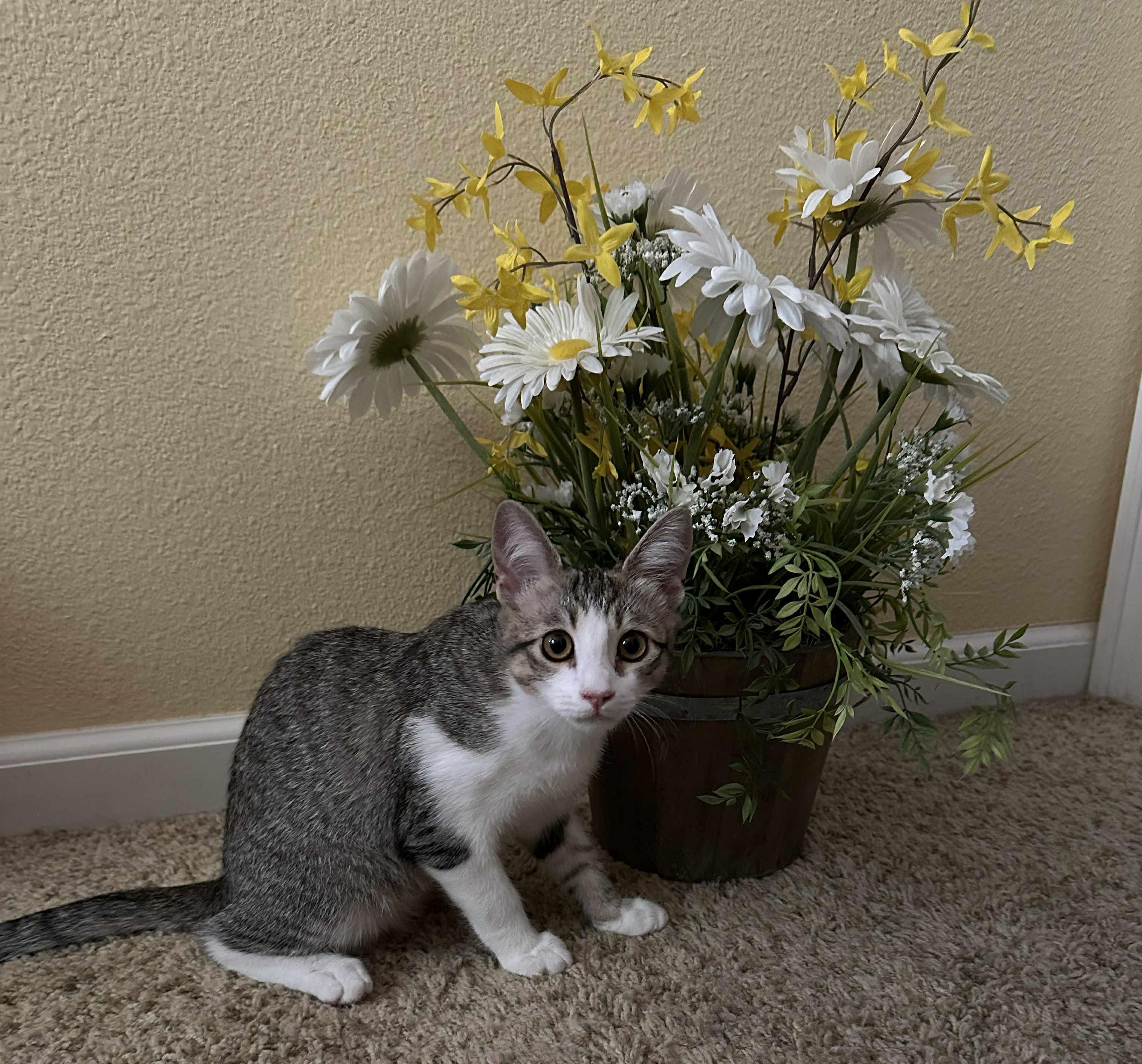 Enlarge Anna, a Adopted Domestic Short Hair in Brentwood, CA image 4/7