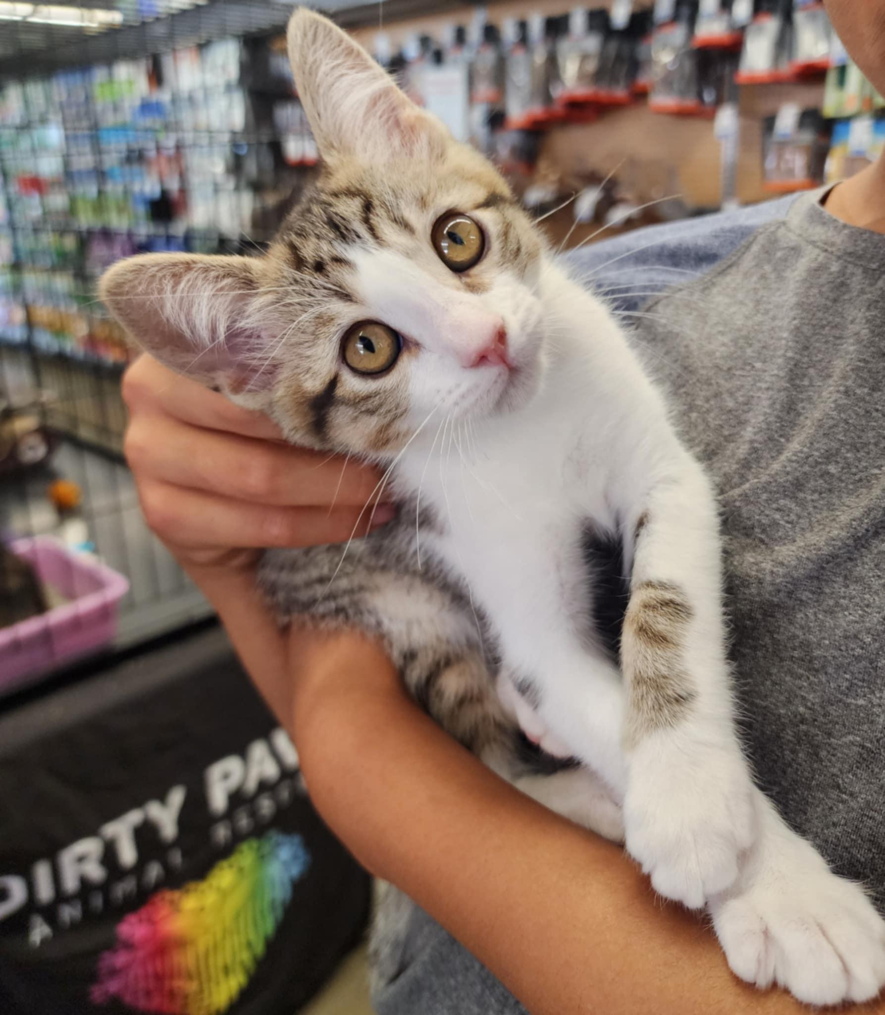 Enlarge Anna, a Adopted Domestic Short Hair in Brentwood, CA image 5/7