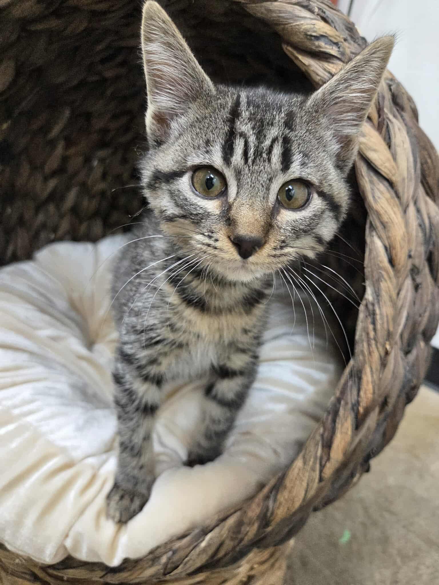 Cyrus, an adoptable Domestic Short Hair in Roosevelt, UT, 84066 | Photo Image 1