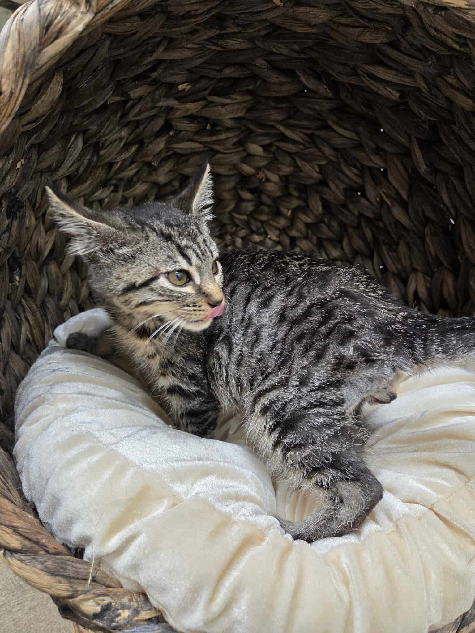 Cyrus, an adoptable Domestic Short Hair in Roosevelt, UT, 84066 | Photo Image 4