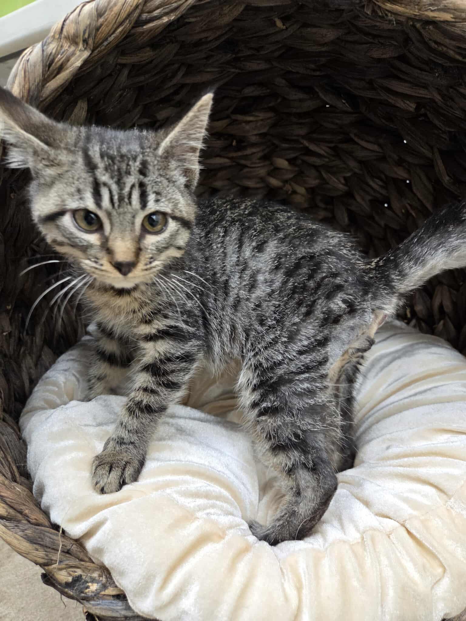 Cyrus, an adoptable Domestic Short Hair in Roosevelt, UT, 84066 | Photo Image 3