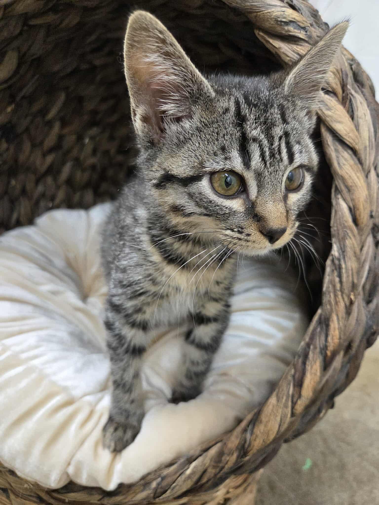 Cyrus, an adoptable Domestic Short Hair in Roosevelt, UT, 84066 | Photo Image 2