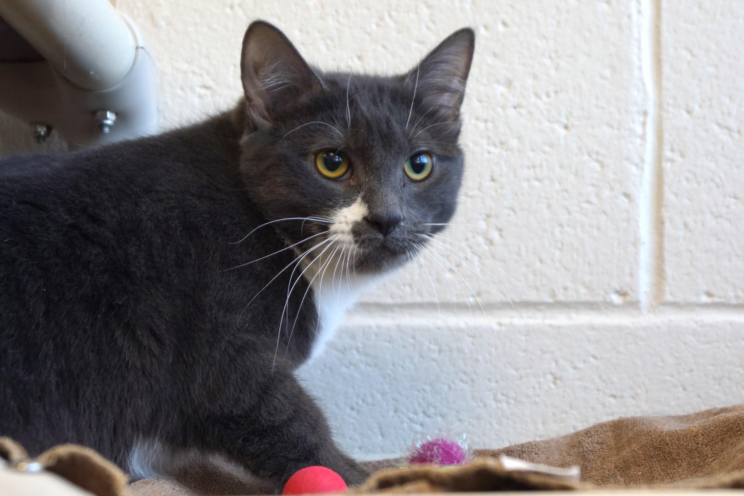 Silver Wing, Adoptable, Young Female Domestic Short Hair.