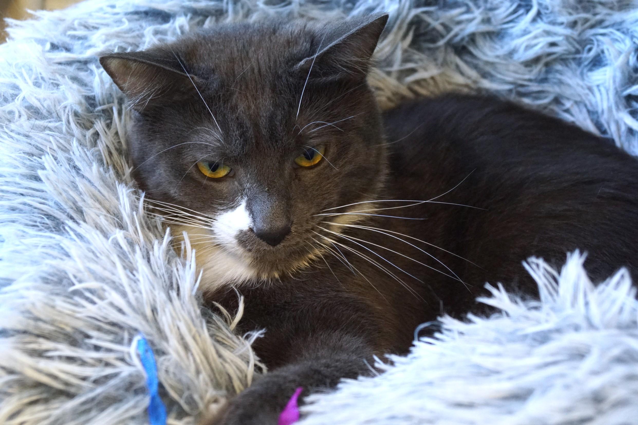Enlarge Silver Wing, a Adoptable Domestic Short Hair in New Milford, CT image 4/6